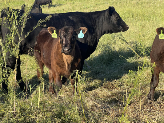 06/23/2022 End of Calving Season!